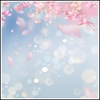 Picture of Floating Cherry Blossom