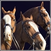 Picture of Four Horse - In Loving Memory