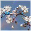 Picture of Blue Butterfly and Blossom