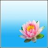 Picture of Buddha - Lotus Flower