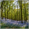 Picture of Bluebell Forest